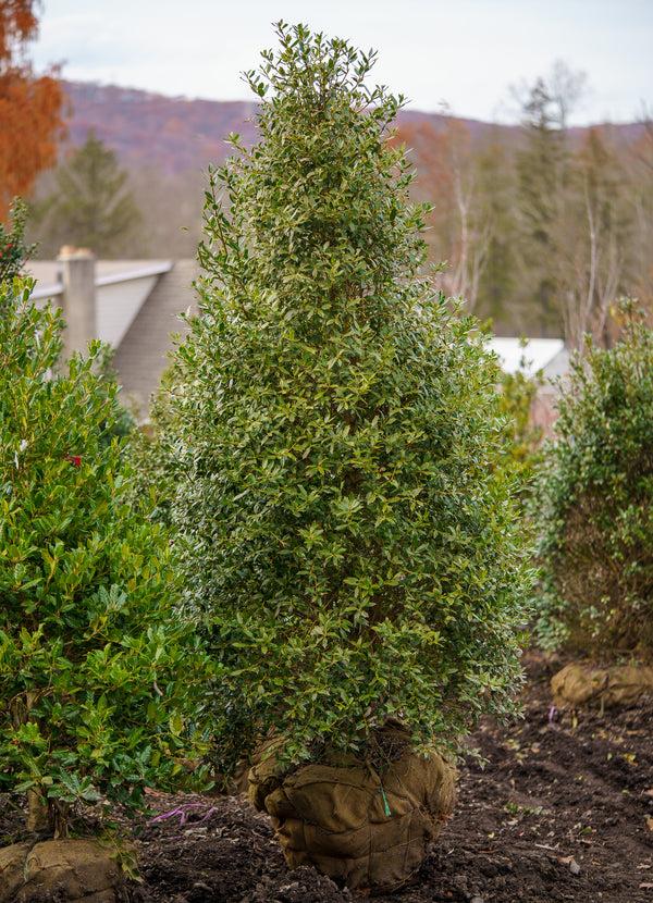 Ilex X 'christmas Jewel' - View 12 from www redcrocus com