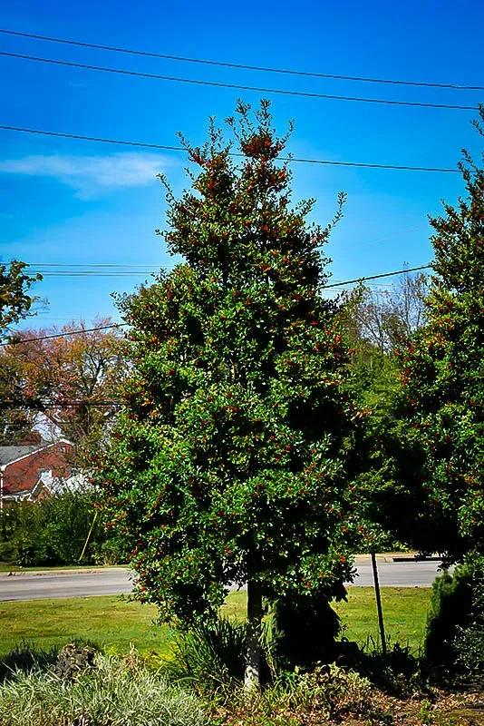 Ilex X 'christmas Jewel' - View 14 from www redcrocus com