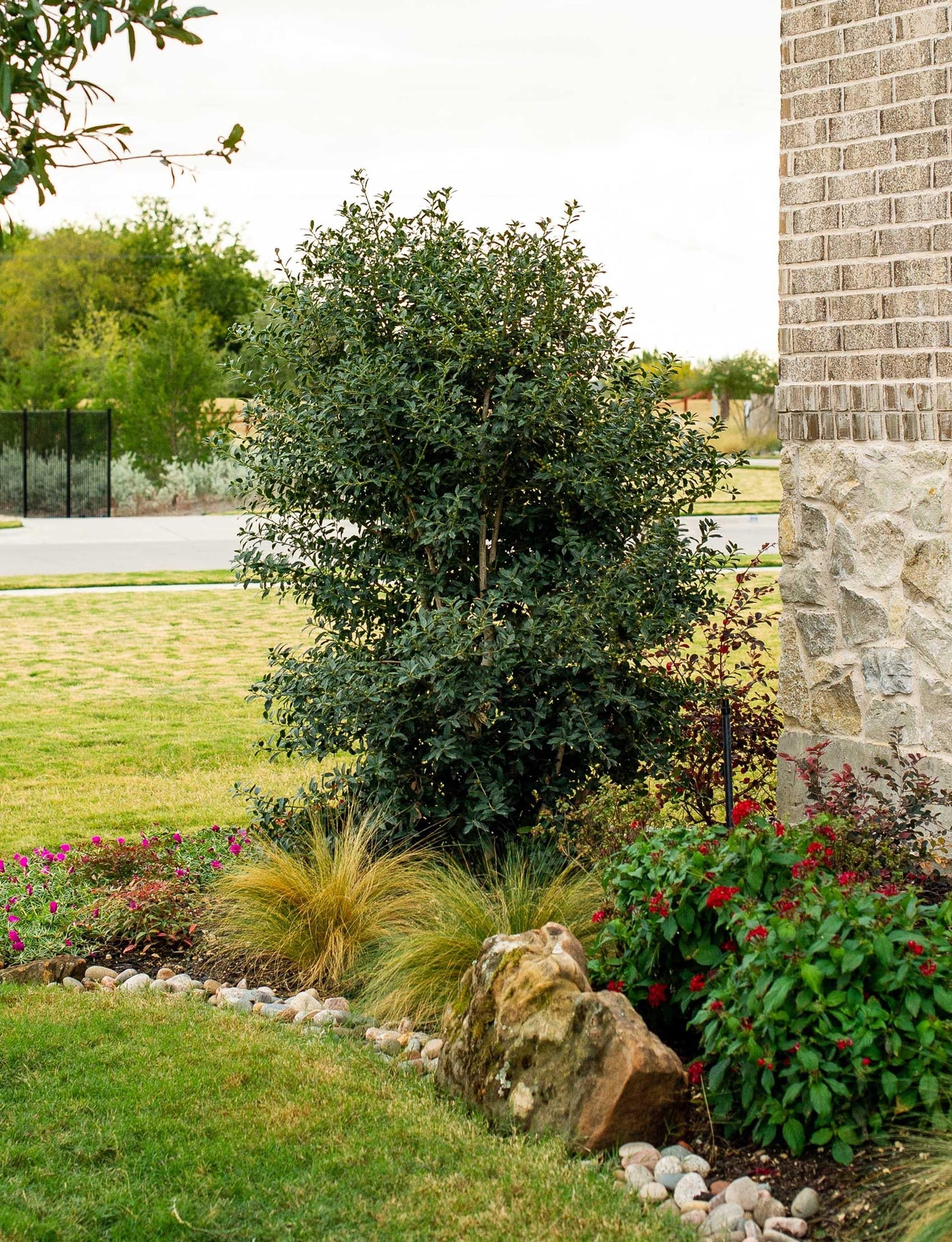 Ilex X 'christmas Jewel' - View 15 from www redcrocus com