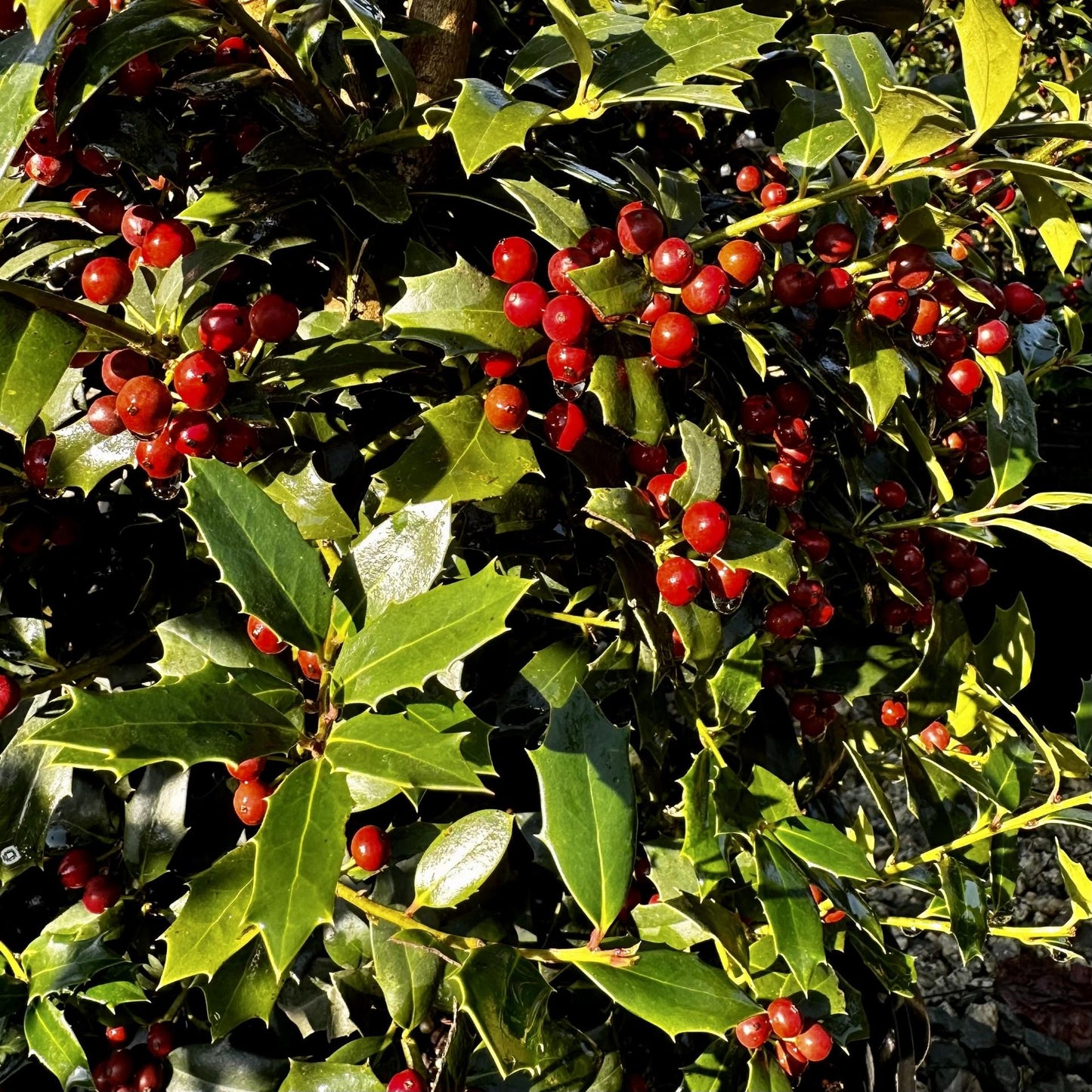 Ilex X 'christmas Jewel' - View 16 from www redcrocus com