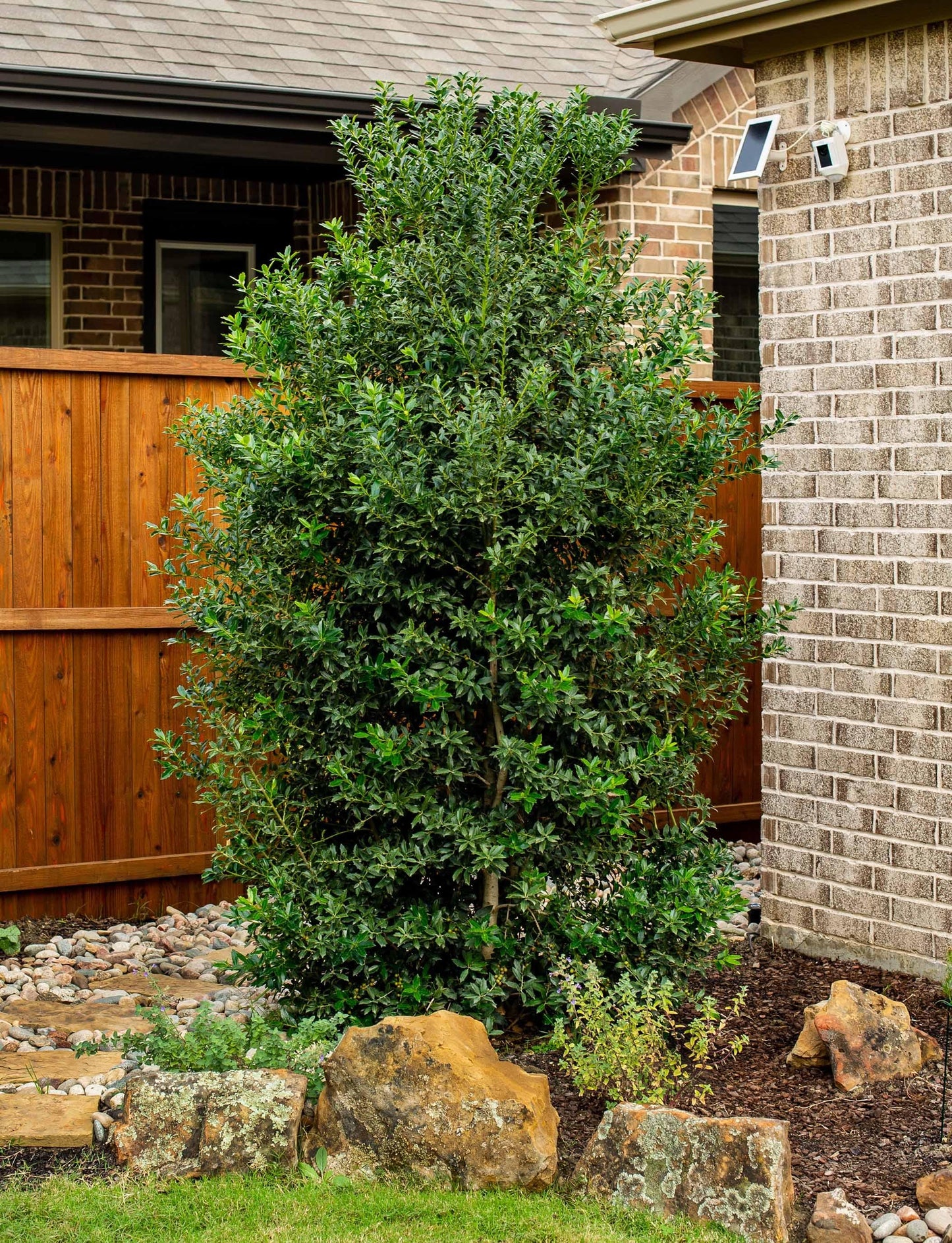 Ilex X 'christmas Jewel' - View 18 from www redcrocus com
