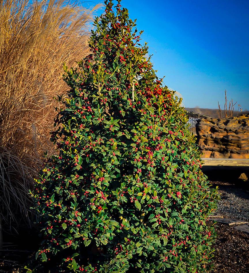 Ilex X 'christmas Jewel' - View 1 from www redcrocus com
