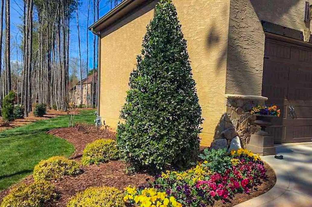 Ilex X 'christmas Jewel' - View 21 from www redcrocus com