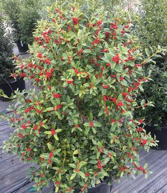 Ilex X 'christmas Jewel' - View 22 from www redcrocus com