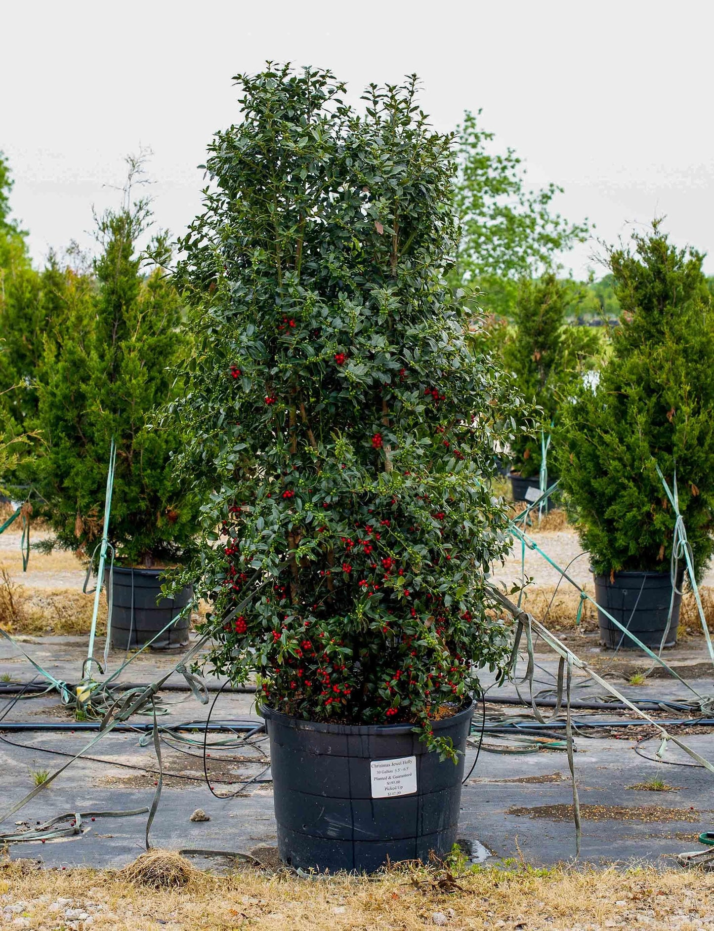 Ilex X 'christmas Jewel' - View 23 from www redcrocus com
