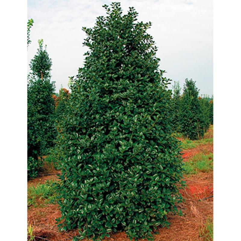 Ilex X 'christmas Jewel' - View 25 from www redcrocus com