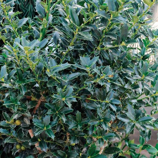 Ilex X 'christmas Jewel' - View 27 from www redcrocus com