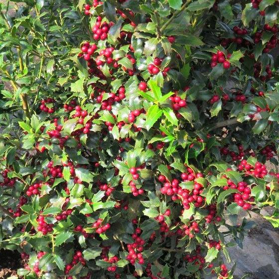 Ilex X 'christmas Jewel' - View 28 from www redcrocus com