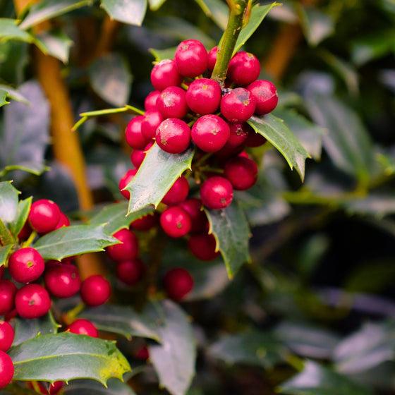 Ilex X 'christmas Jewel' - View 29 from www redcrocus com