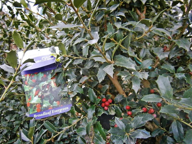 Ilex X 'christmas Jewel' - View 30 from www redcrocus com