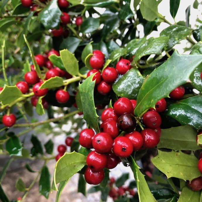 Ilex X 'christmas Jewel' - View 31 from www redcrocus com