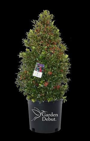 Ilex X 'christmas Jewel' - View 32 from www redcrocus com