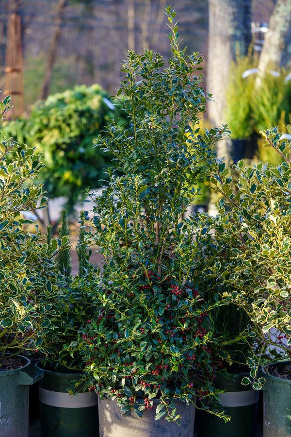 Ilex X 'christmas Jewel' - View 33 from www redcrocus com