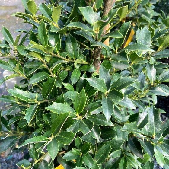 Ilex X 'christmas Jewel' - View 34 from www redcrocus com