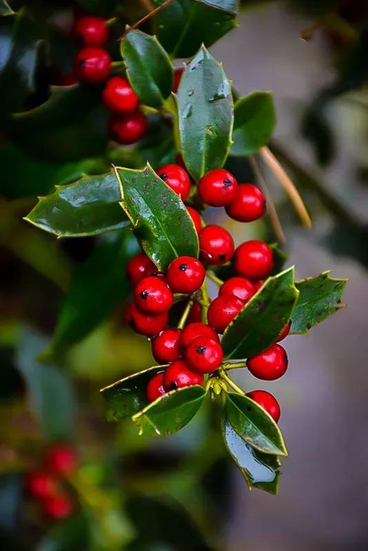 Ilex X 'christmas Jewel' - View 35 from www redcrocus com