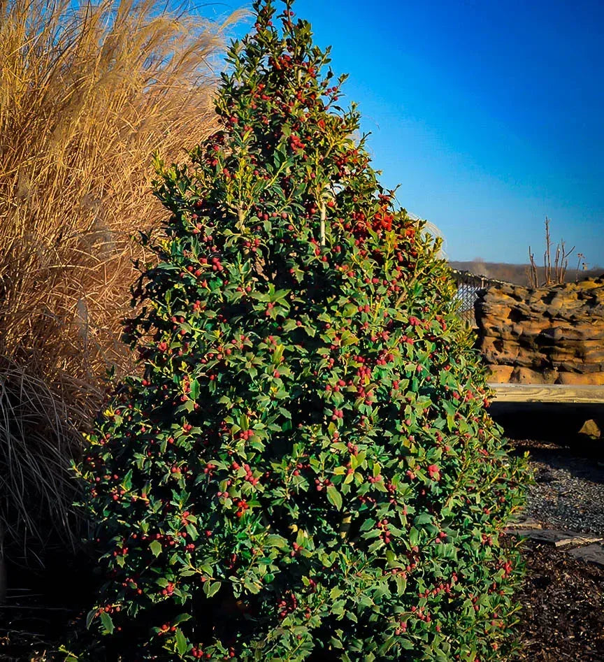 Ilex X 'christmas Jewel' - View 3 from www redcrocus com