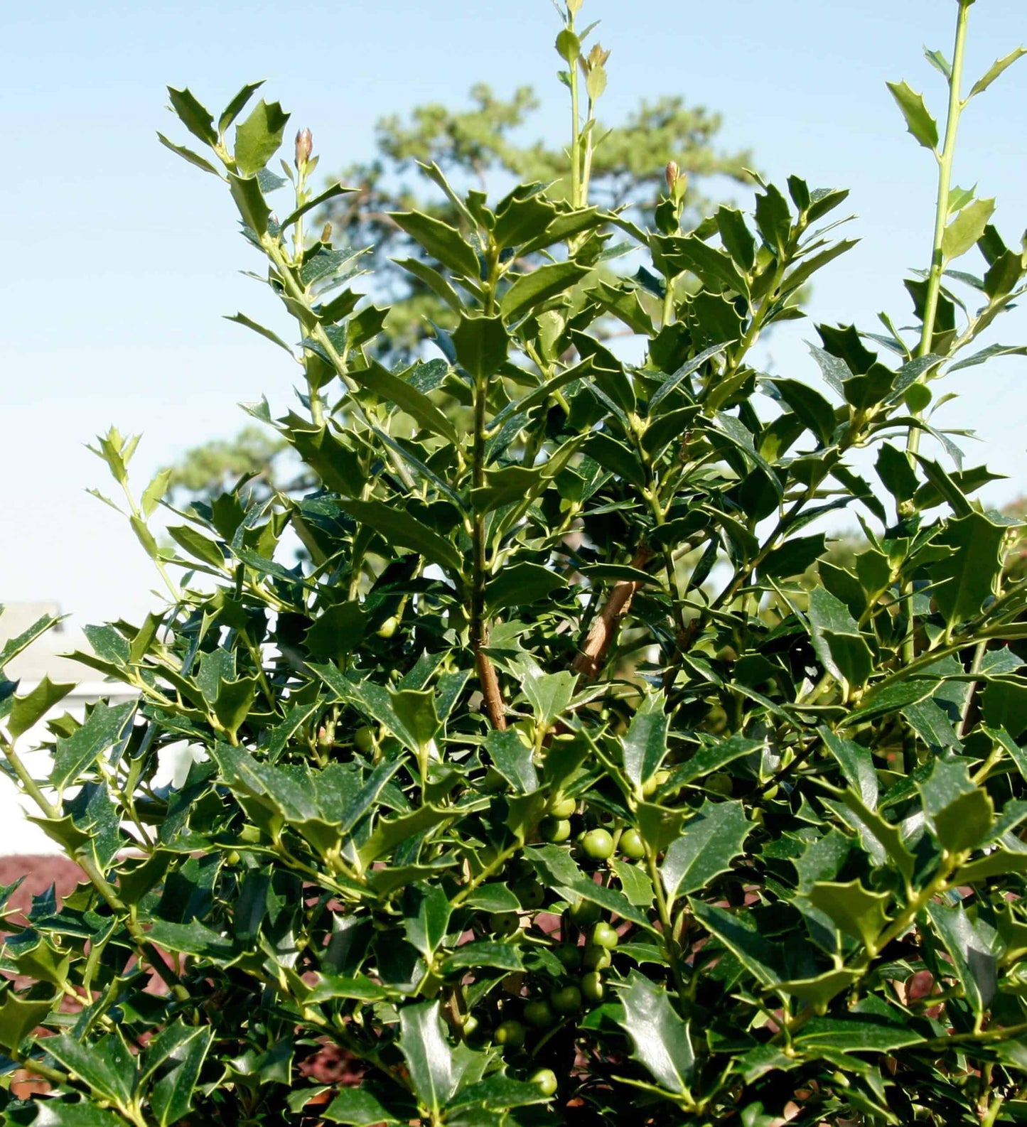 Ilex X 'christmas Jewel' - View 5 from www redcrocus com