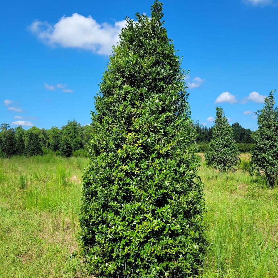 Ilex X 'christmas Jewel' - View 6 from www redcrocus com