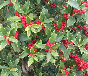 Ilex X 'christmas Jewel' - View 7 from www redcrocus com