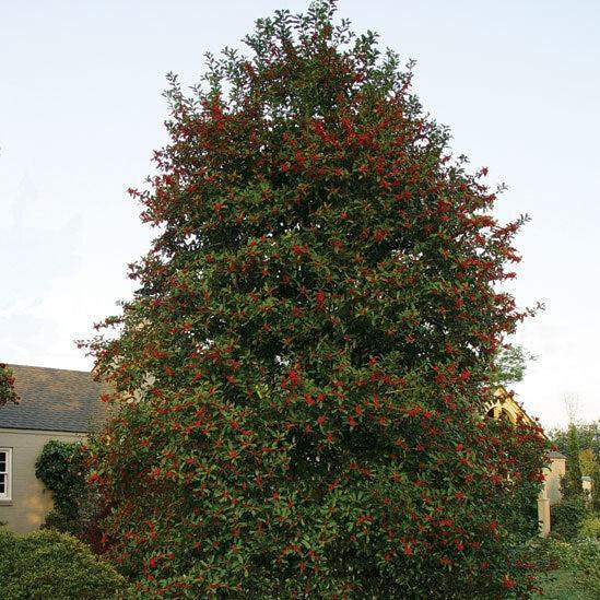 Ilex X 'christmas Jewel' - View 8 from www redcrocus com