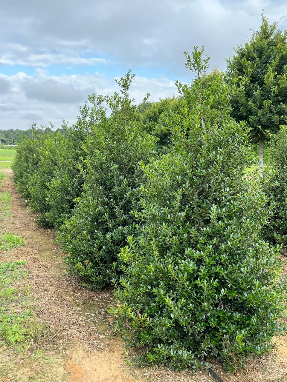 Ilex X 'christmas Jewel' - View 9 from www redcrocus com
