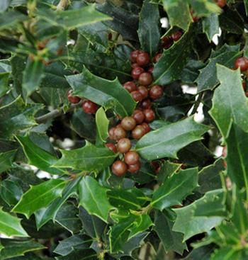 Ilex X Christmas Jewel - View 10 from www redcrocus com