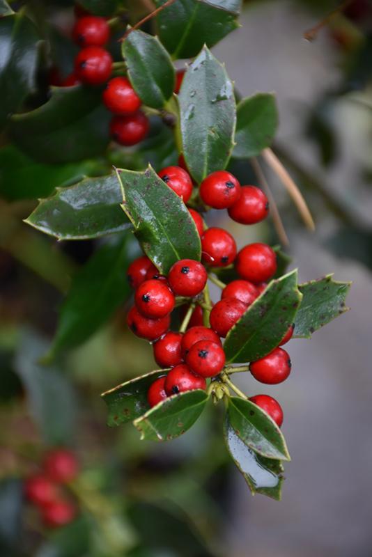 Ilex X Christmas Jewel - View 11 from www redcrocus com