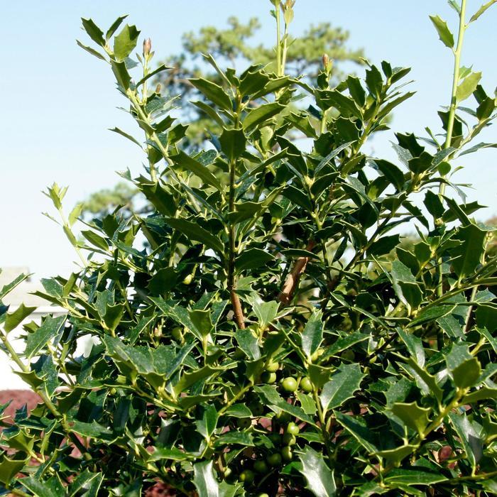 Ilex X Christmas Jewel - View 12 from www redcrocus com