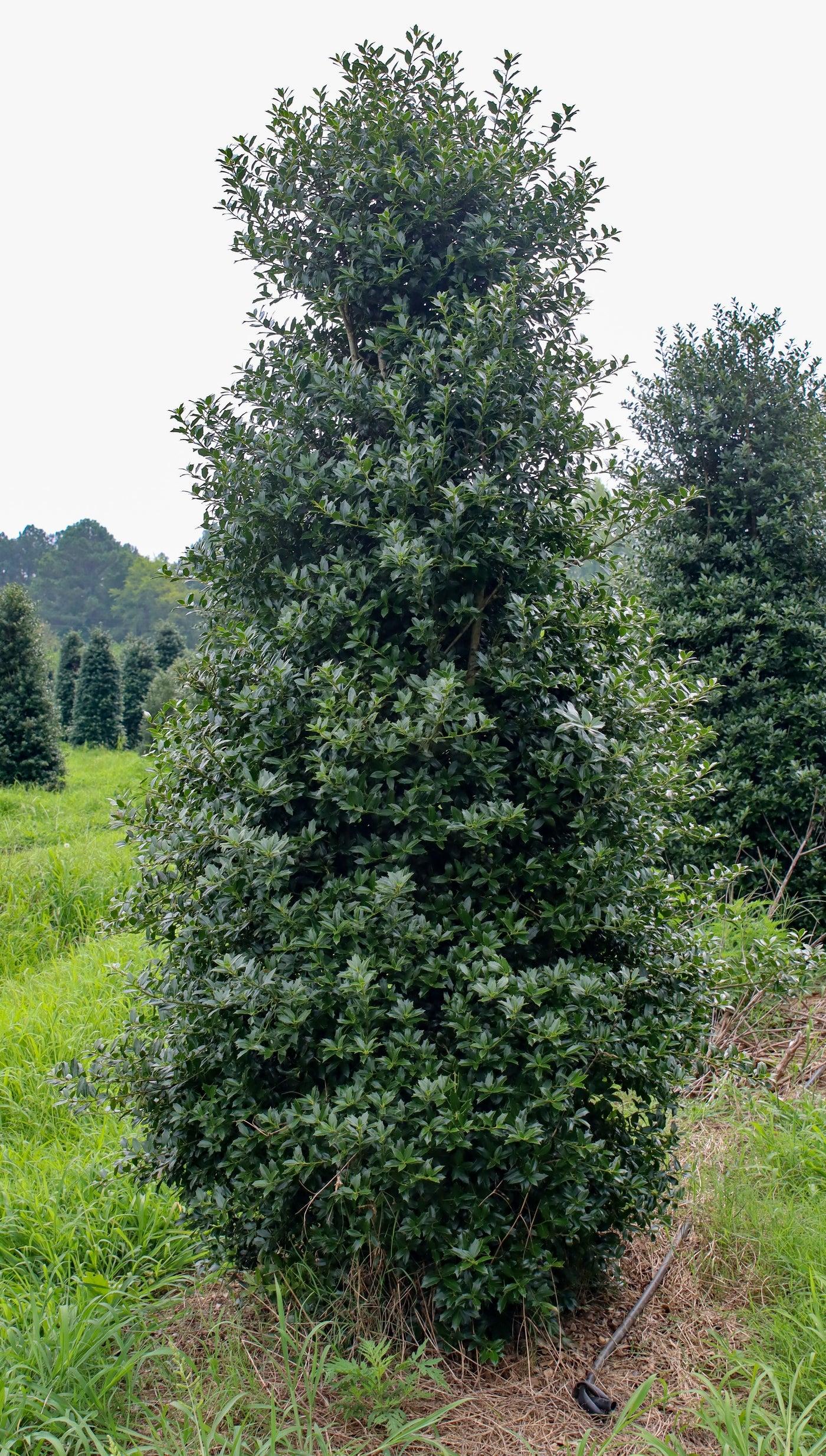 Ilex X Christmas Jewel - View 13 from www redcrocus com