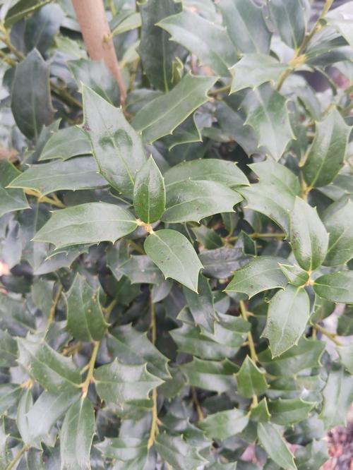 Ilex X Christmas Jewel - View 14 from www redcrocus com