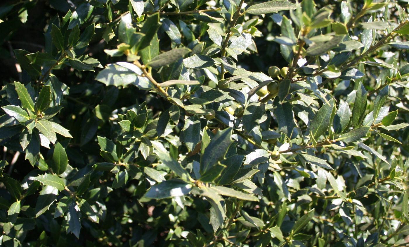 Ilex X Christmas Jewel - View 16 from www redcrocus com