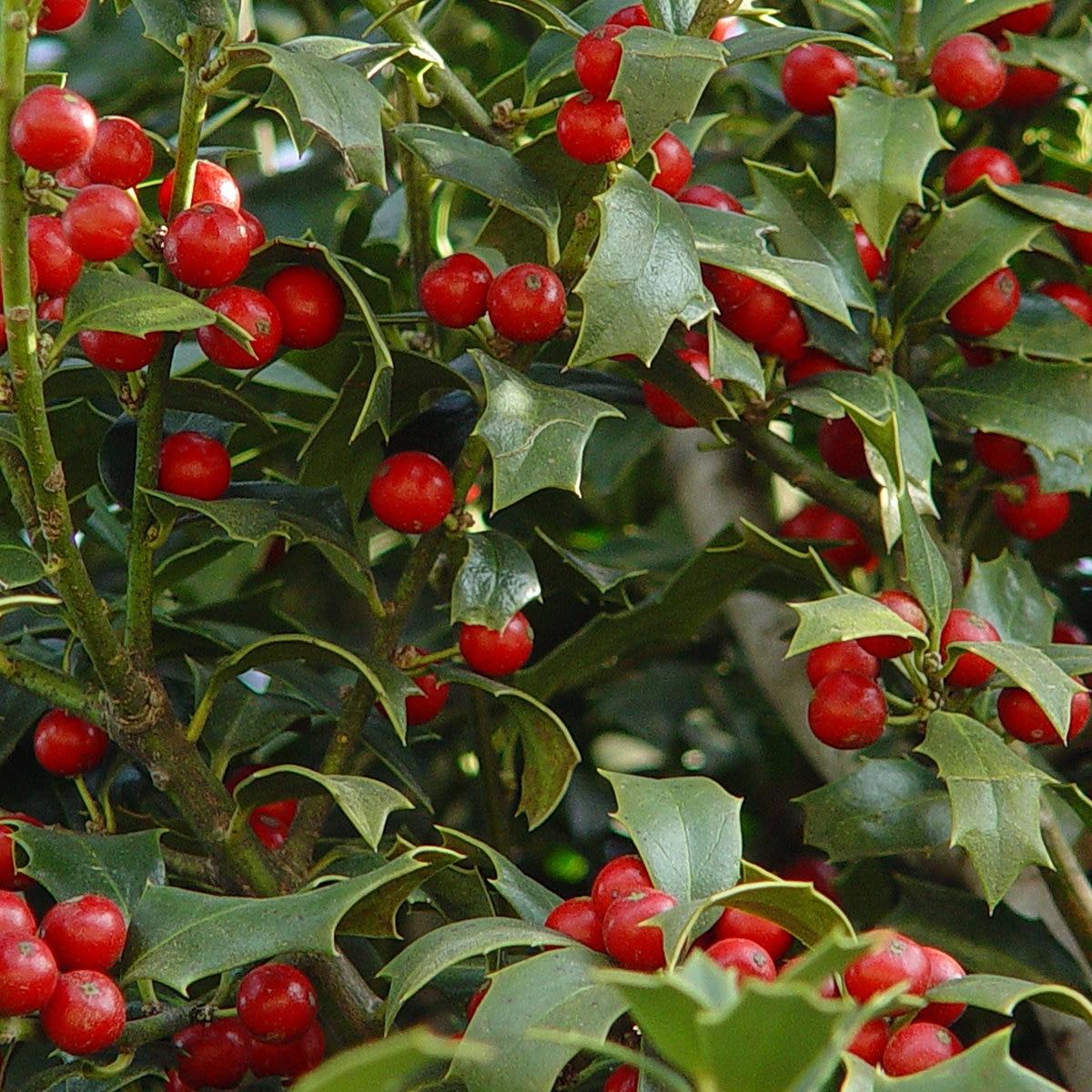 Ilex X Christmas Jewel - View 3 from www redcrocus com