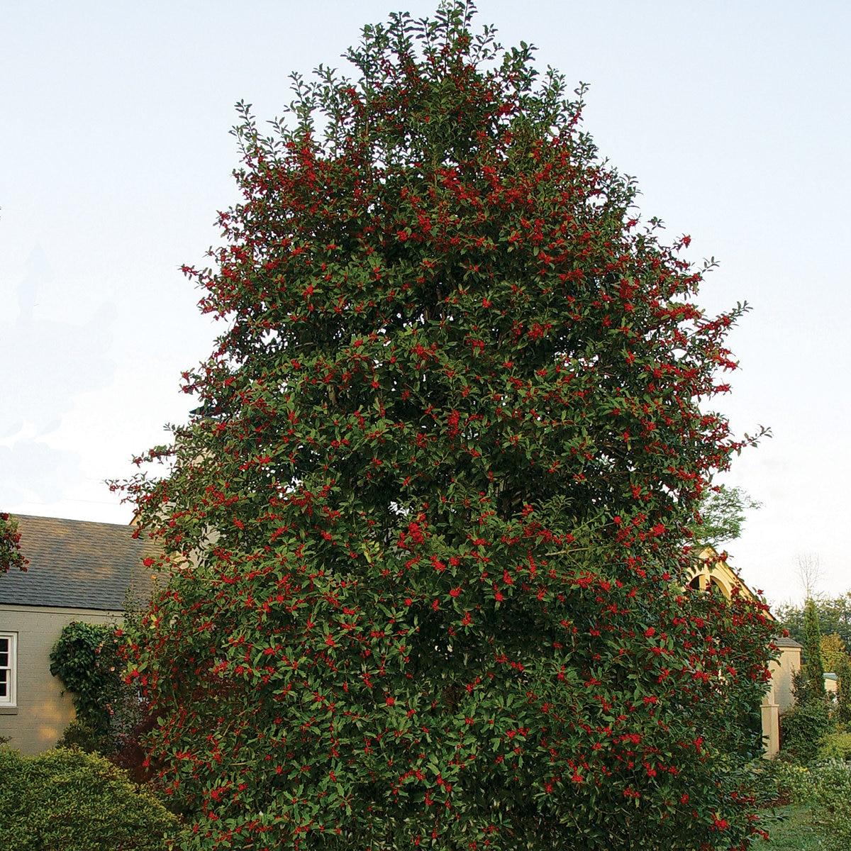 Ilex X Christmas Jewel - View 4 from www redcrocus com
