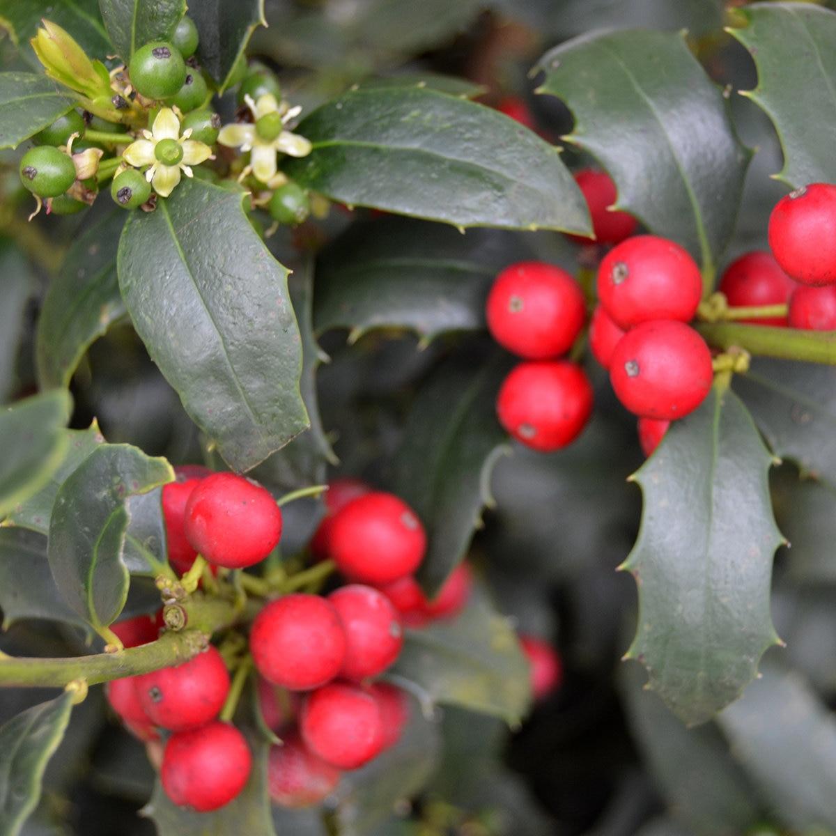 Ilex X Christmas Jewel - View 6 from www redcrocus com