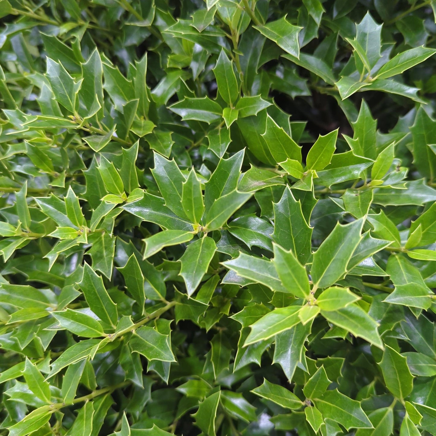 Ilex X Christmas Jewel - View 8 from www redcrocus com