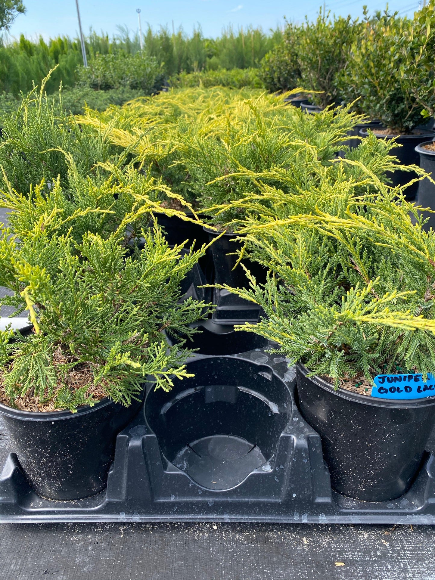 Juniperus Chinensis 'pfitzeriana Gold Lace' - View 10 from www redcrocus com