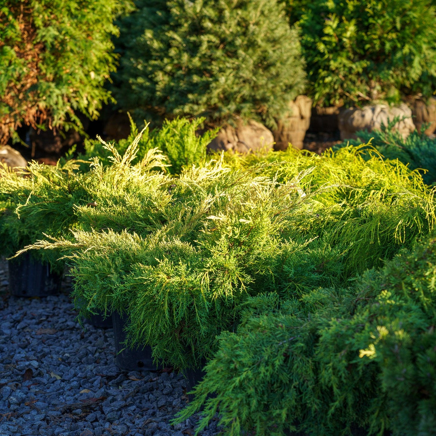 Juniperus Chinensis 'pfitzeriana Gold Lace' - View 14 from www redcrocus com