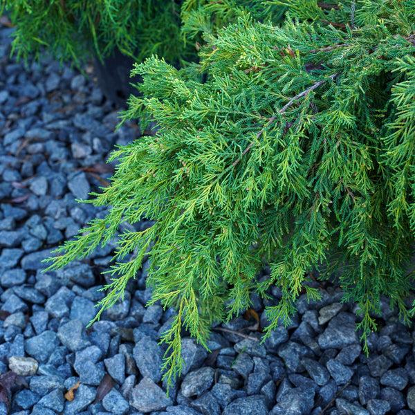 Juniperus Chinensis 'pfitzeriana Gold Lace' - View 15 from www redcrocus com