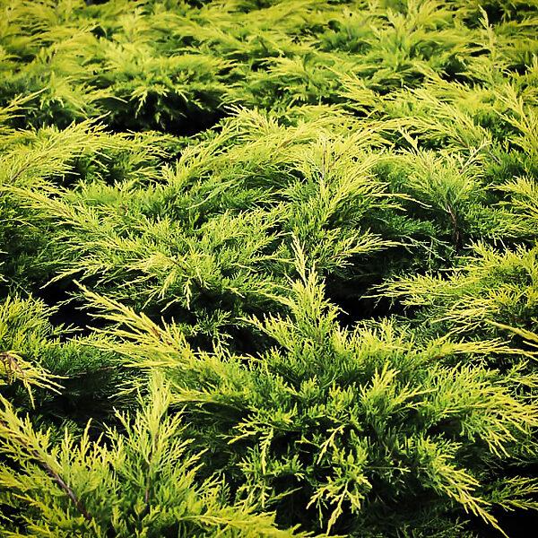 Juniperus Chinensis 'pfitzeriana Gold Lace' - View 17 from www redcrocus com