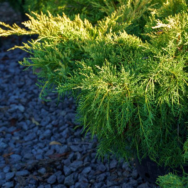 Juniperus Chinensis 'pfitzeriana Gold Lace' - View 18 from www redcrocus com