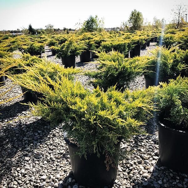 Juniperus Chinensis 'pfitzeriana Gold Lace' - View 19 from www redcrocus com
