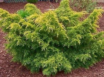 Juniperus Chinensis 'pfitzeriana Gold Lace' - View 22 from www redcrocus com