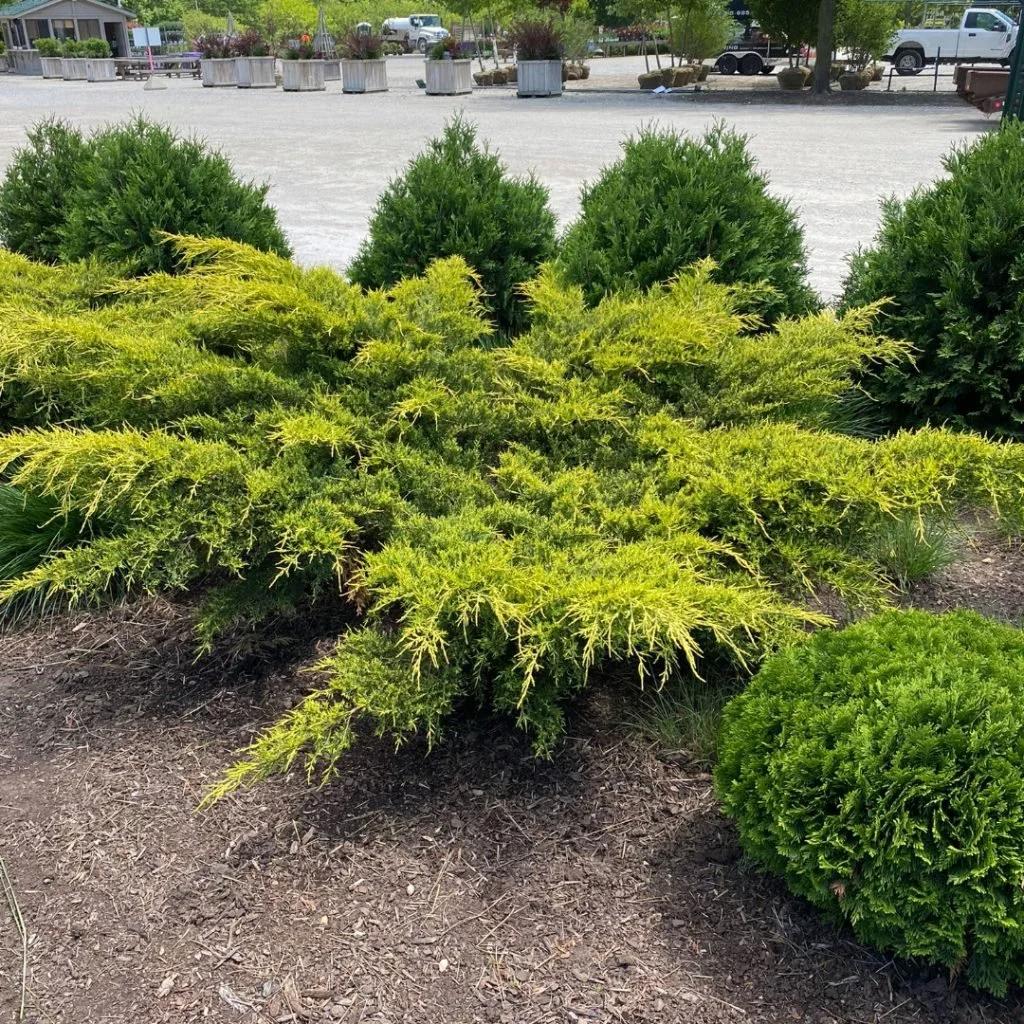 Juniperus Chinensis 'pfitzeriana Gold Lace' - View 24 from www redcrocus com