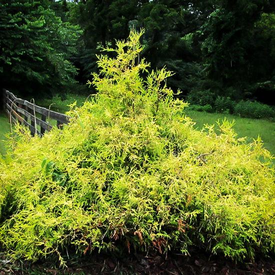 Juniperus Chinensis 'pfitzeriana Gold Lace' - View 26 from www redcrocus com