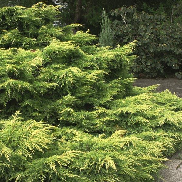 Juniperus Chinensis 'pfitzeriana Gold Lace' - View 28 from www redcrocus com