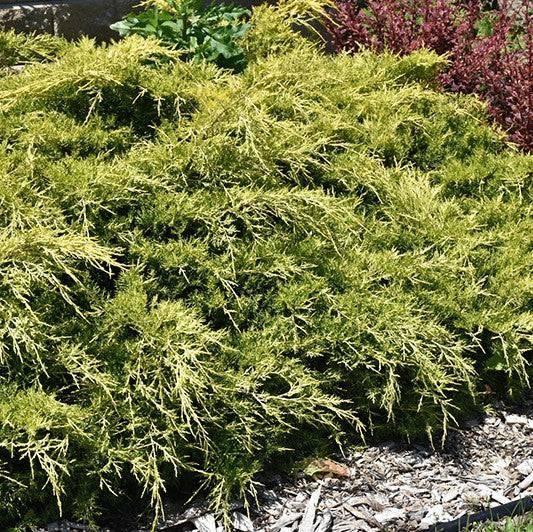 Juniperus Chinensis 'pfitzeriana Gold Lace' - View 29 from www redcrocus com