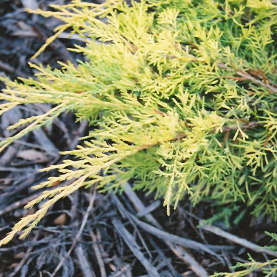 Juniperus Chinensis 'pfitzeriana Gold Lace' - View 30 from www redcrocus com