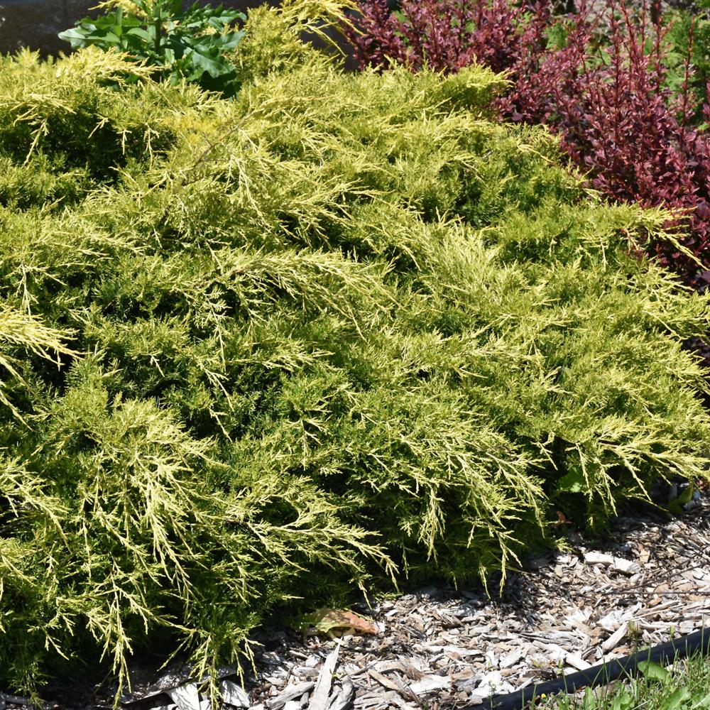 Juniperus Chinensis 'pfitzeriana Gold Lace' - View 31 from www redcrocus com