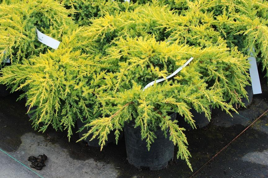 Juniperus Chinensis 'pfitzeriana Gold Lace' - View 32 from www redcrocus com