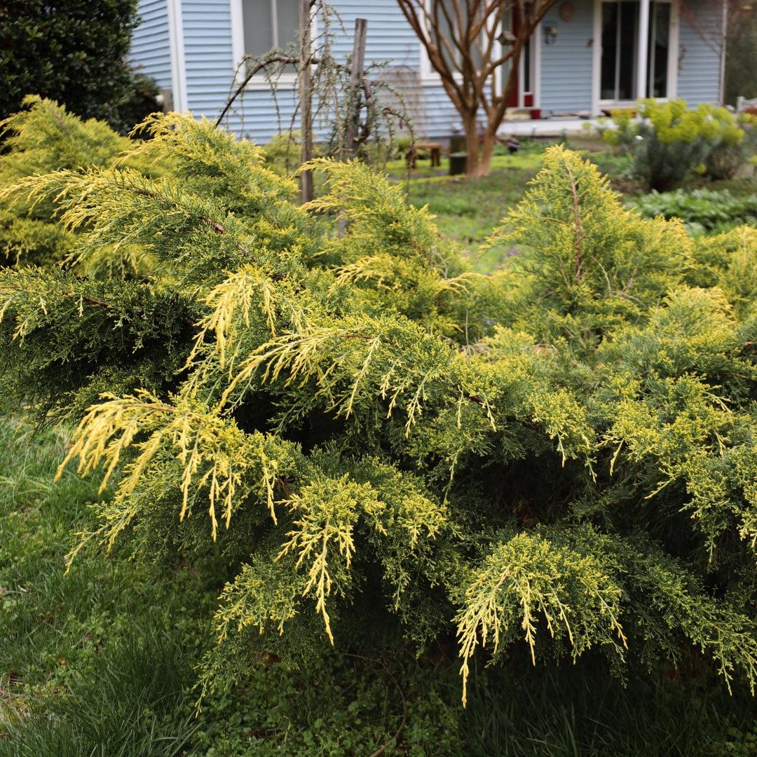 Juniperus Chinensis 'pfitzeriana Gold Lace' - View 35 from www redcrocus com